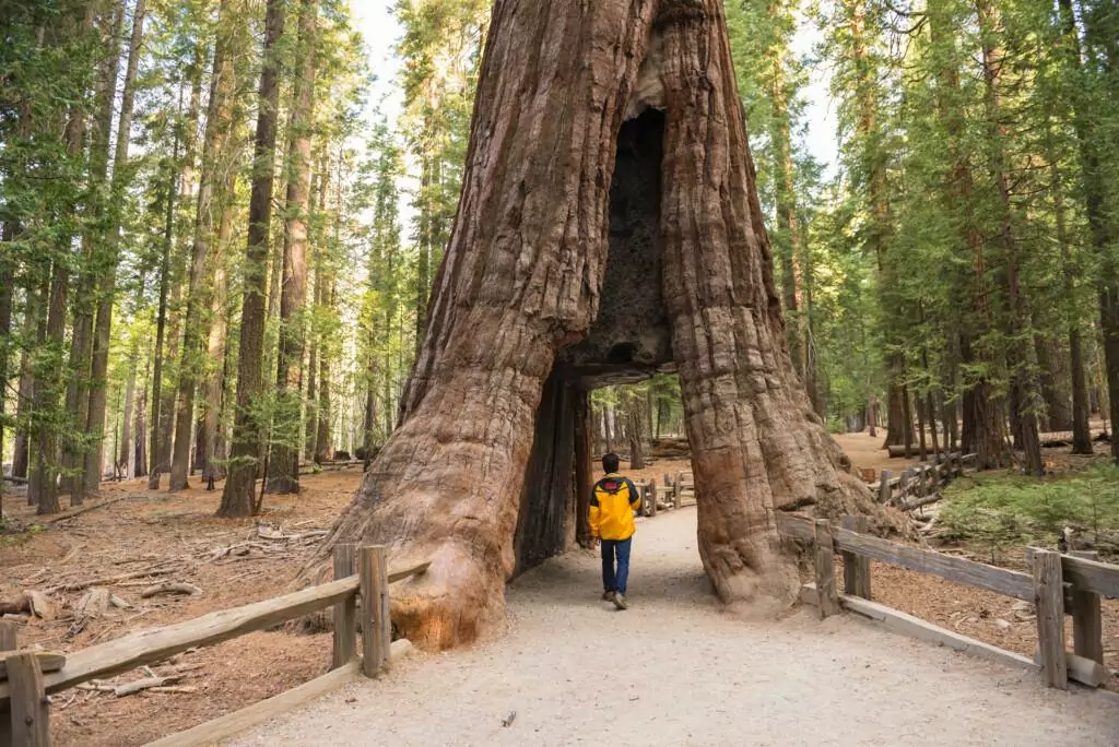 a person in yellow jacket walking through the tunnel tree in yosemite