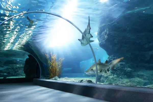 Sharks as seen from inside an underwater tunnel. Aquarium of the Bay, San Francisco, CA.