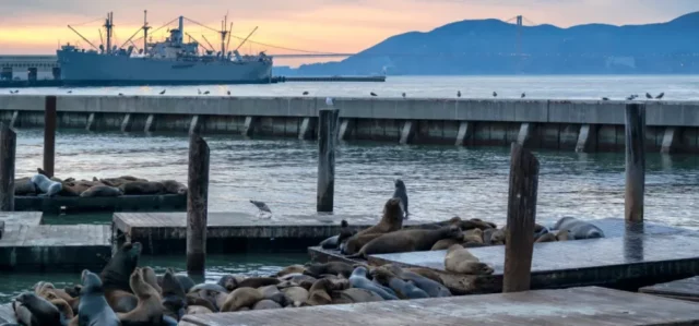 group of sea lions on a pier 