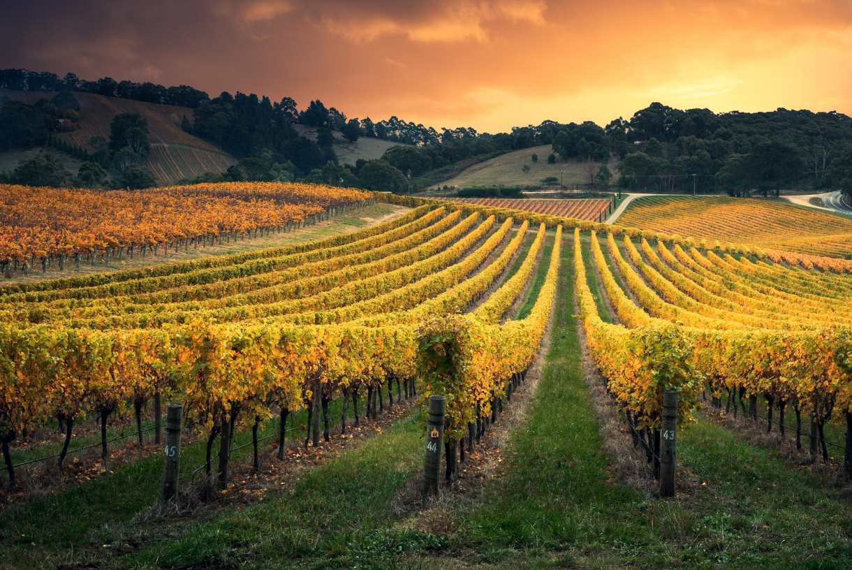 a large vineyard with rows of trees in the foreground