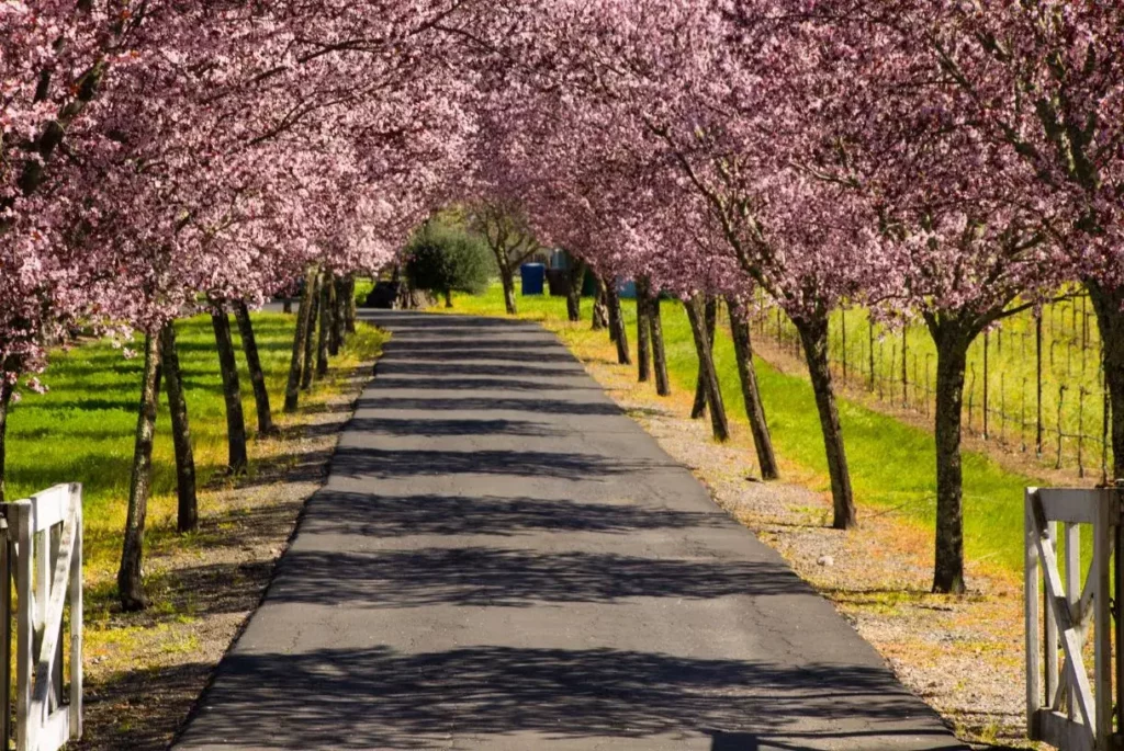 blossoming fruit trees alley at the vineyard