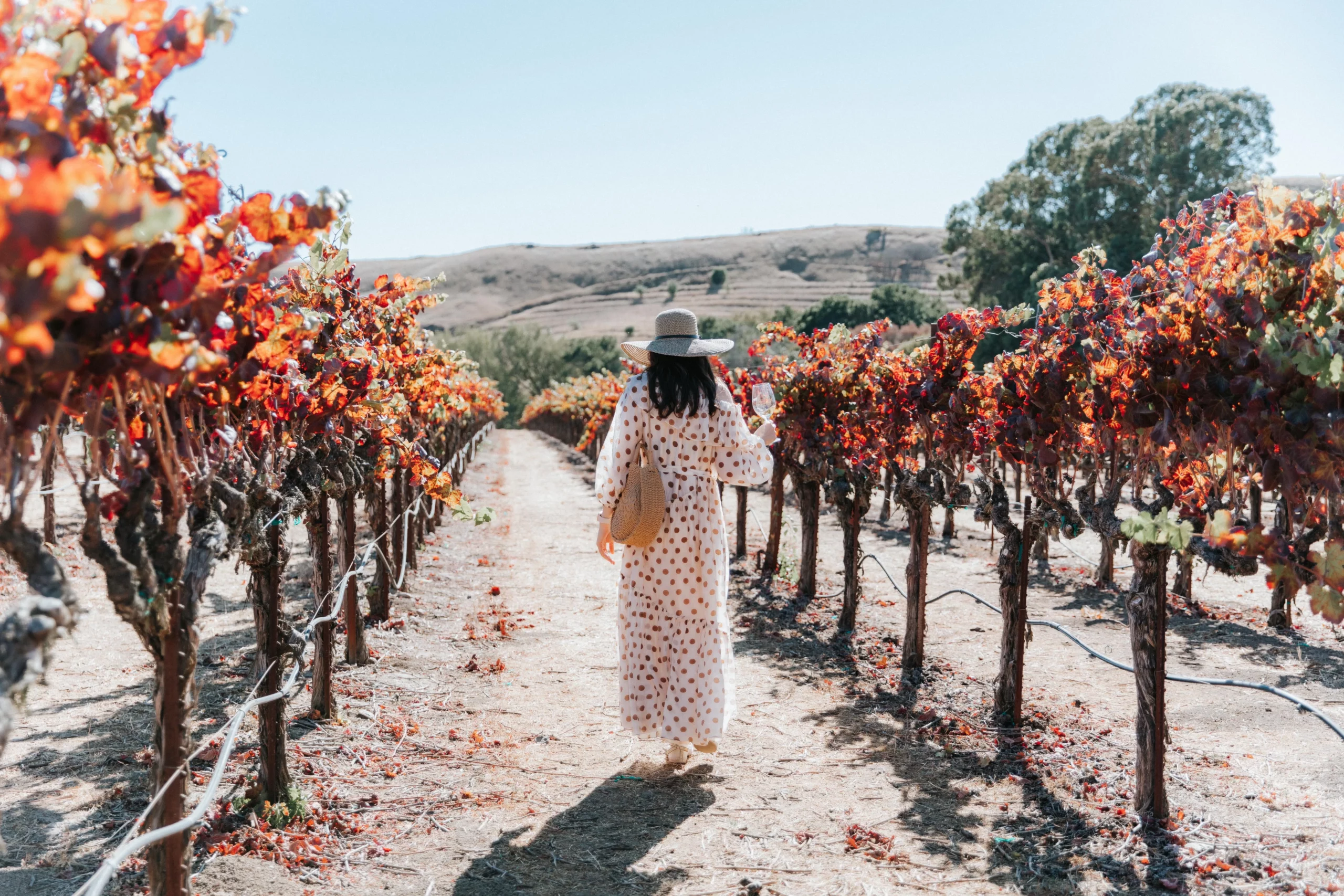 a brunette woman in a polka-dot dress and a hat is walking through the vineyard