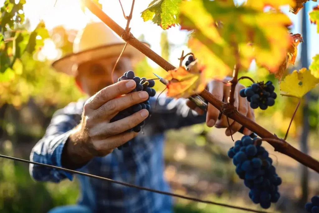 man picking grapes