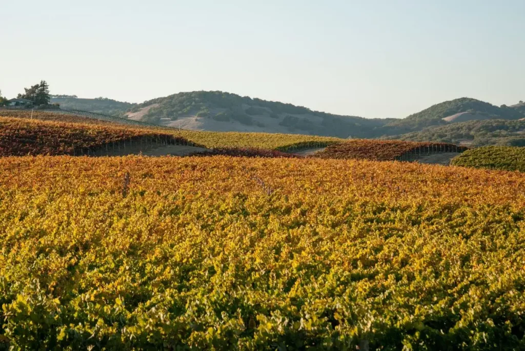 fall colors in Napa Valley
