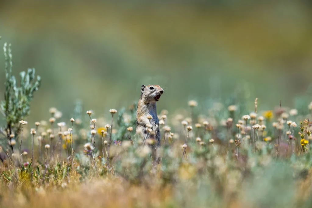 chipmunk in Tuolumne Meadows