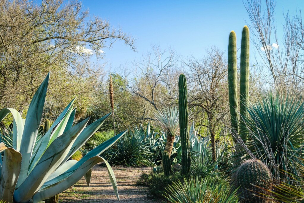 a pathway in between a cactus garden 