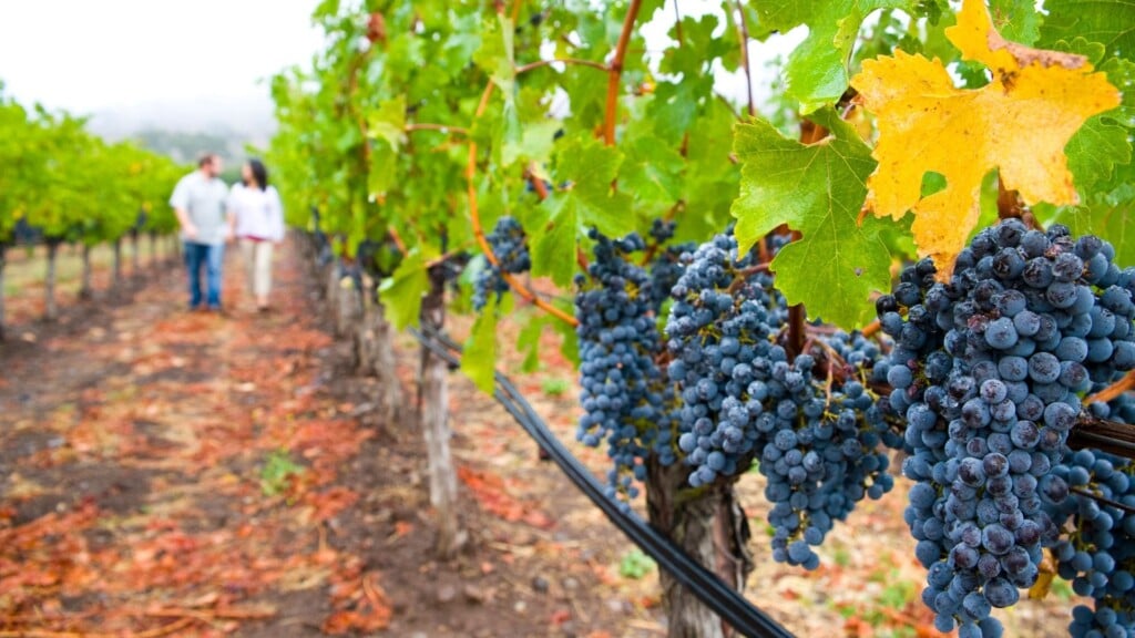 Two people are walking in a valley of ripe grapes ready for harvesting