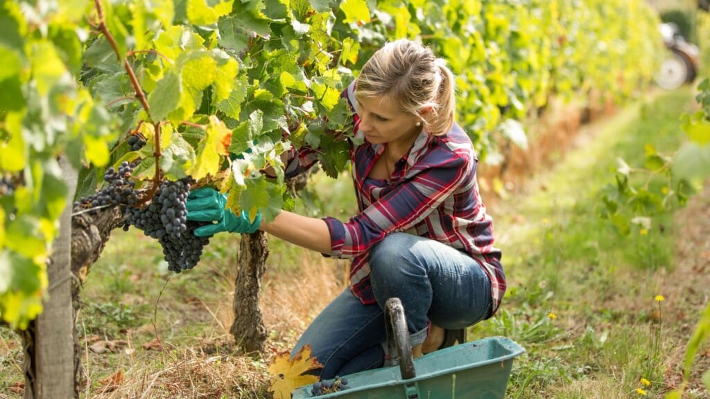 woman picks grapes from the vine