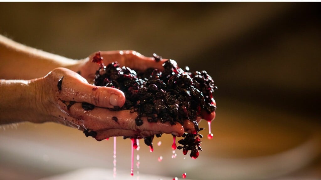 a photo of ripe grapes being crushed into wine by hand 