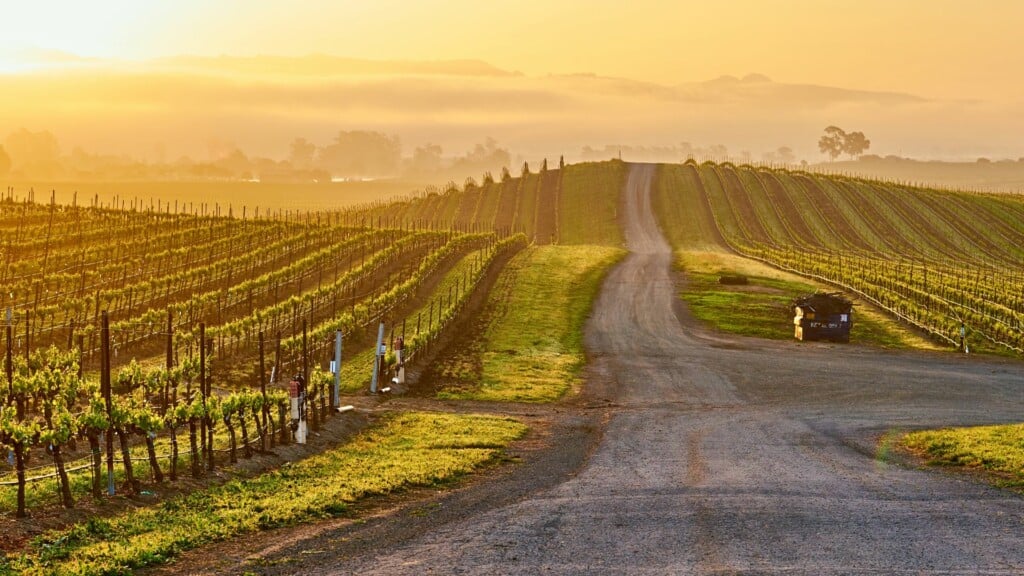 a view of a roadway in between a vineyard in the fall