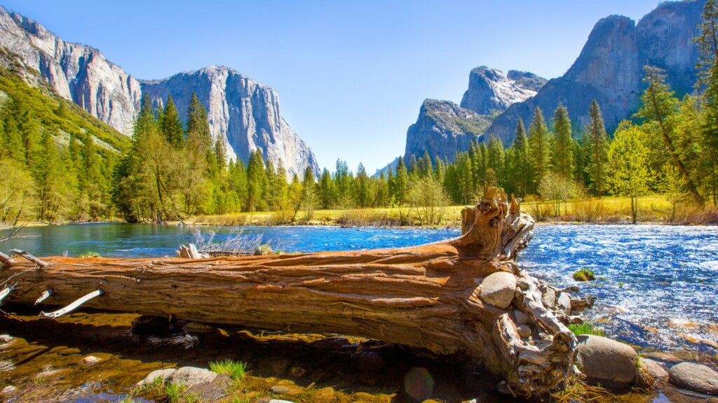 a fallen tree trunk beside Merced River in Yosemite Valley