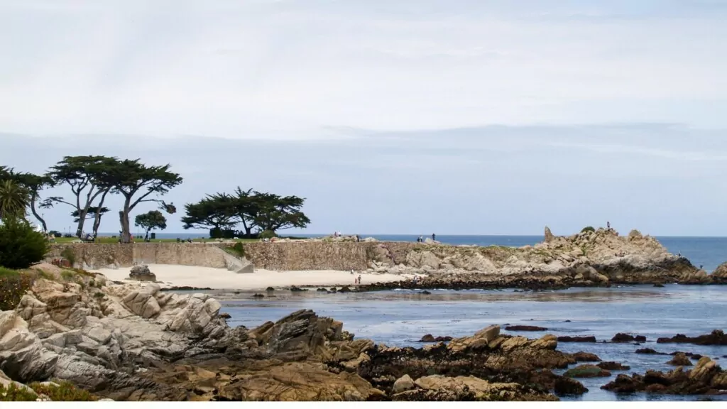 monterey shore with tall trees