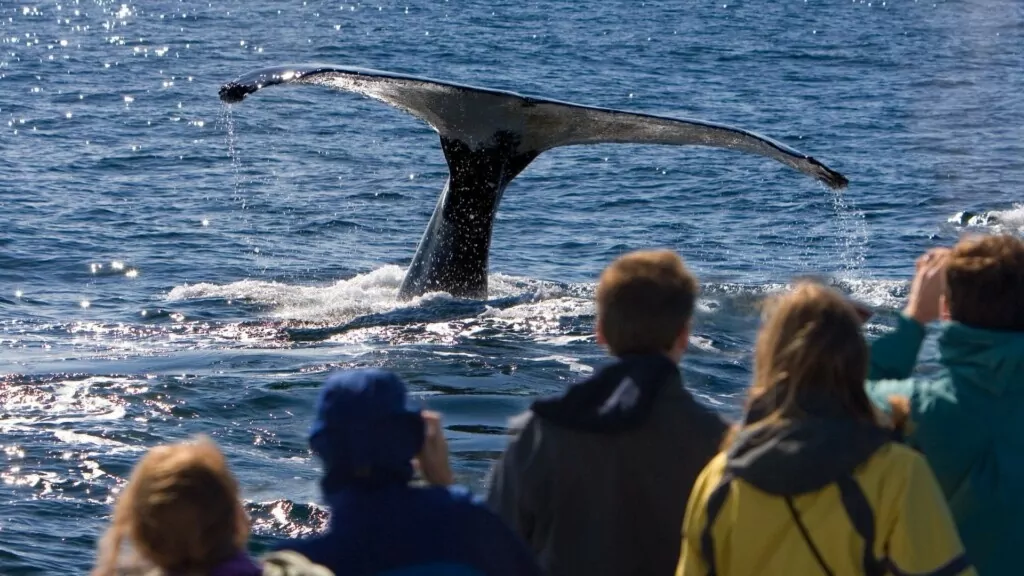 group of people watching a whale