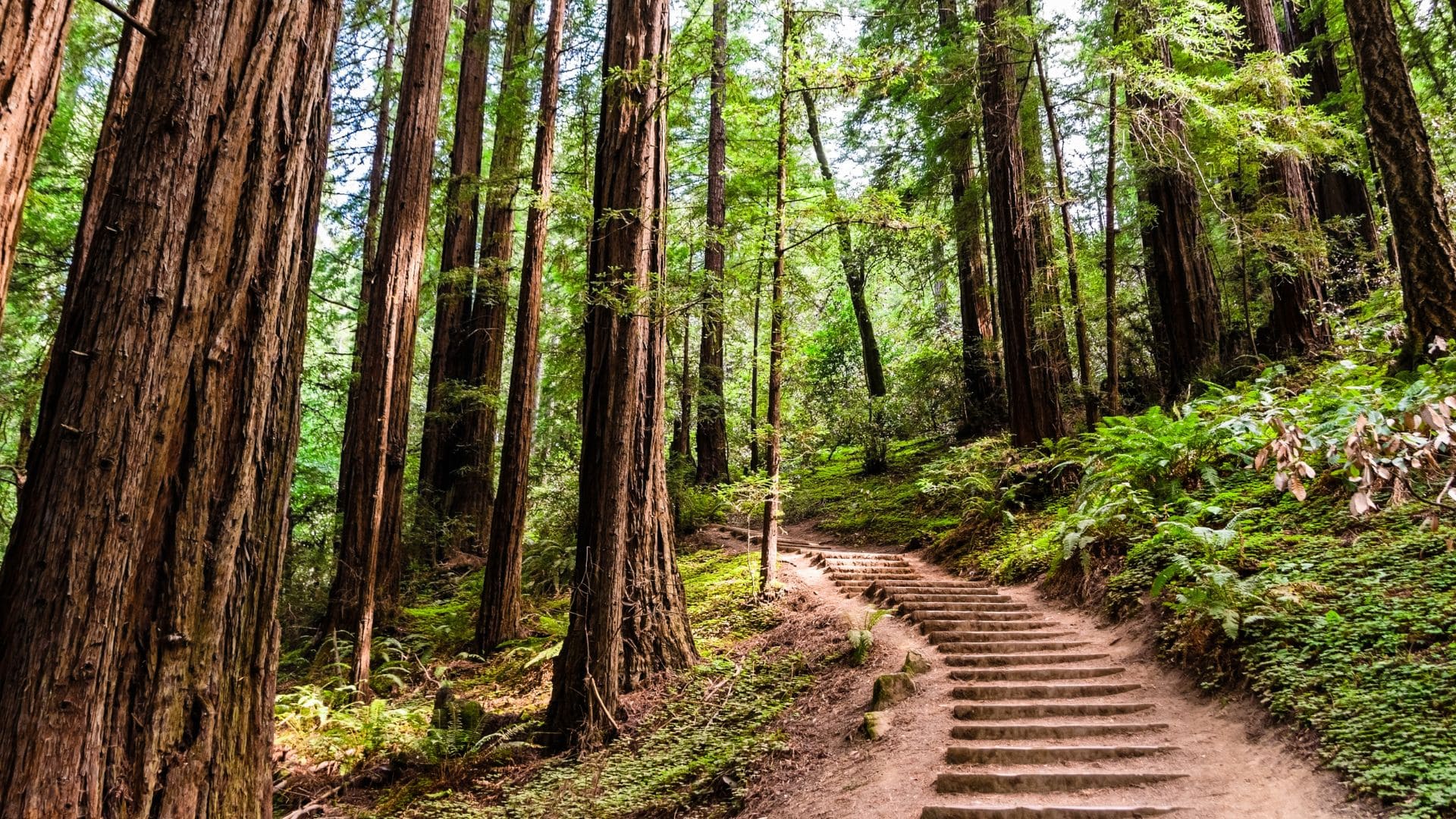 stairway path in between tall trees