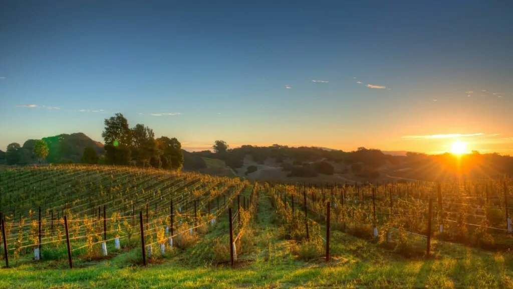 vineyards in fall colors with sunset in the backgound