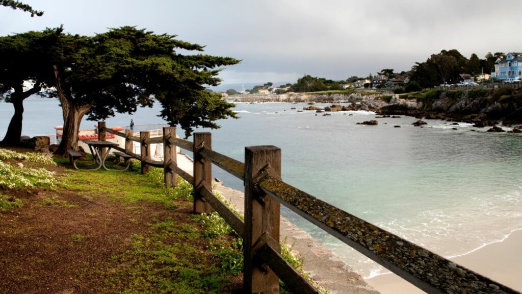 tall trees on the edge of a trail with coast as a background 