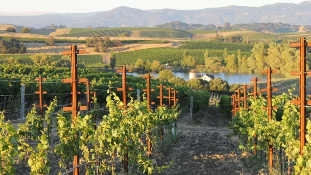 a valley of vineyard in the hills