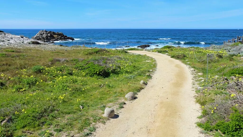 a pathway connecting to the beach surrounded by green grass