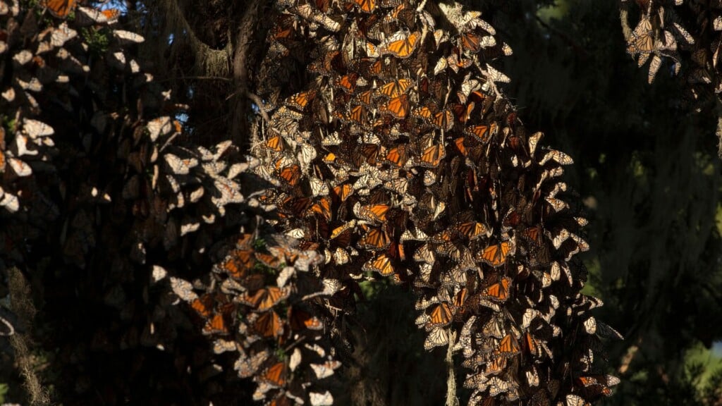 group of butterflies on a tree branch