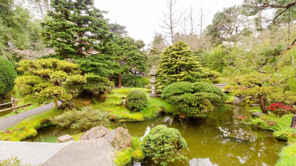 green garden near little lake in San Francisco botanical garden