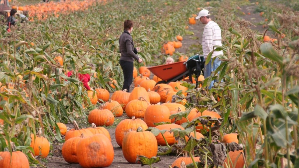 a man and a woman picking up pumpkins  during fall in San Francisco