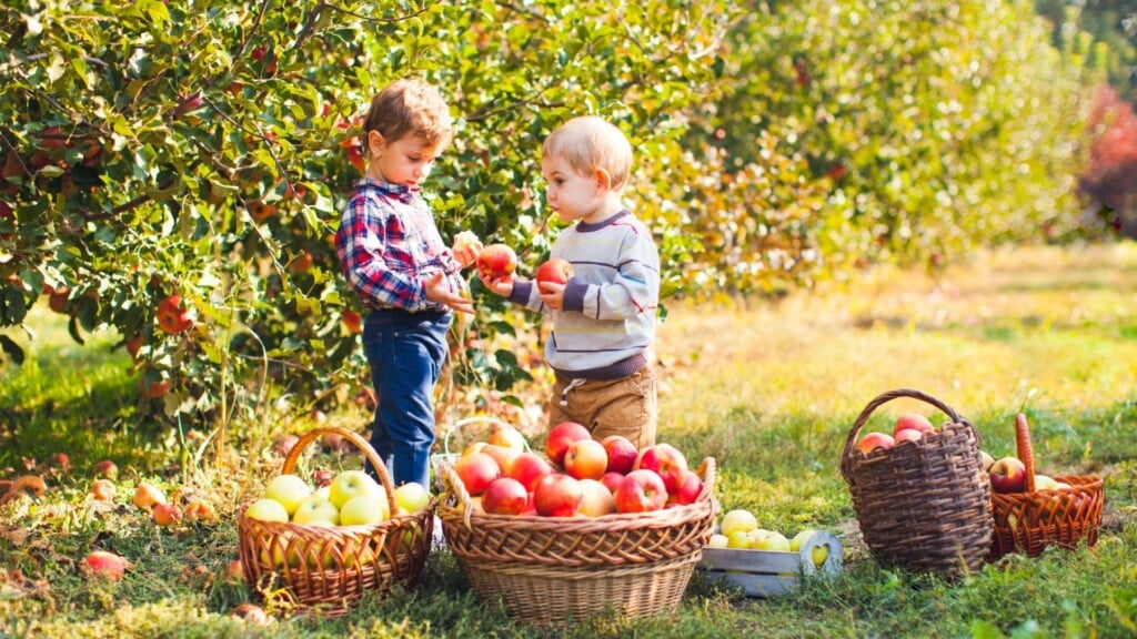 two kids surrounded by basket of apples