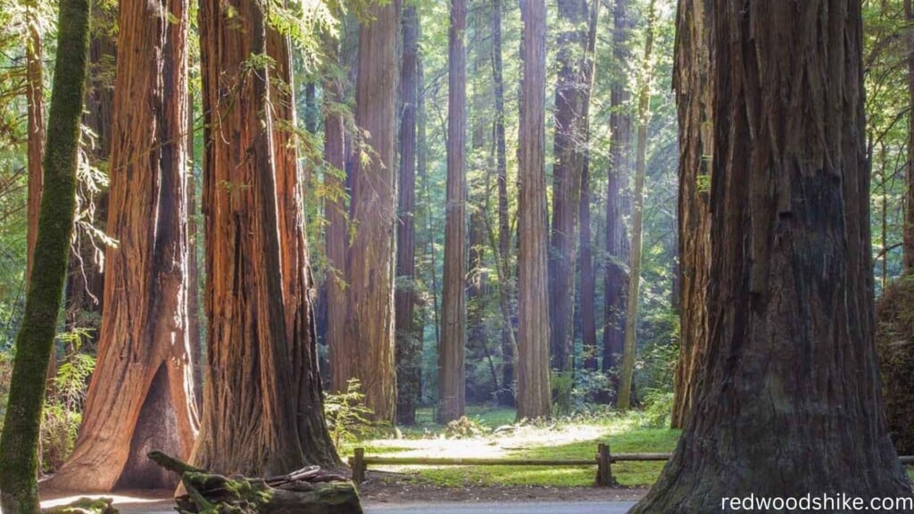 tall trees in between a path in the forest