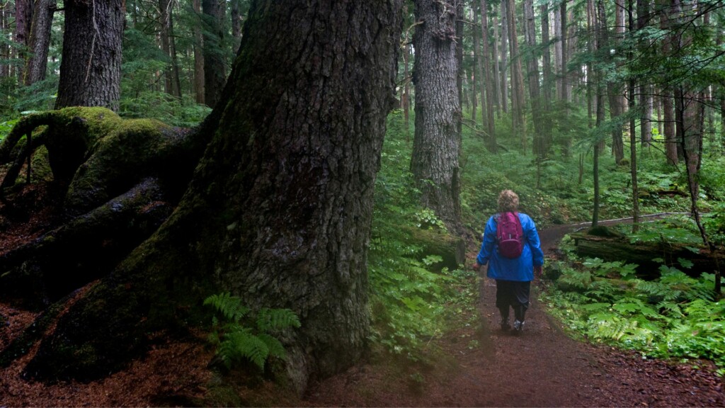 a woman in a blue coat and bag pack walking beside a giant tree  