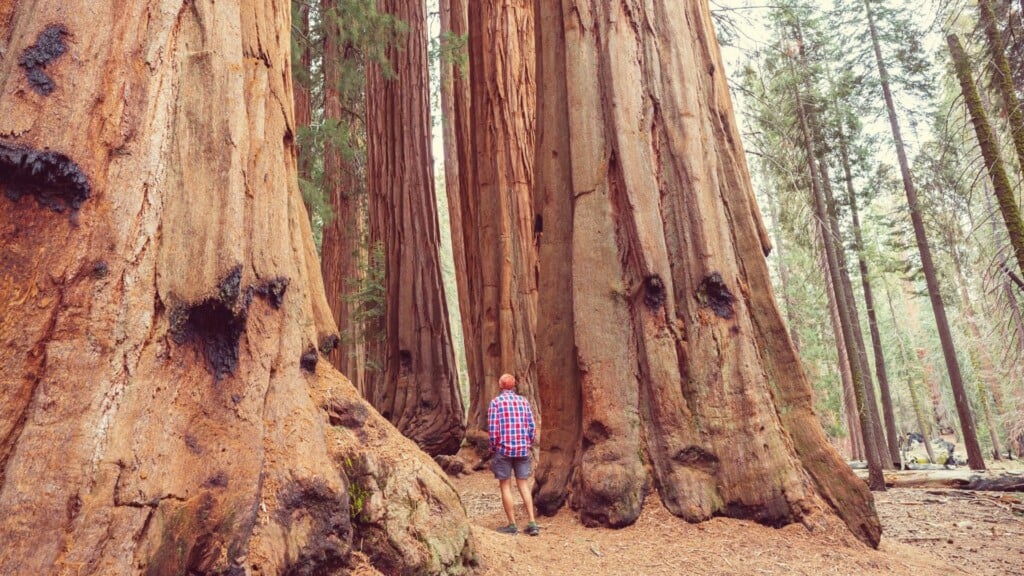 a man in a red shirt looking up at a tall tree 