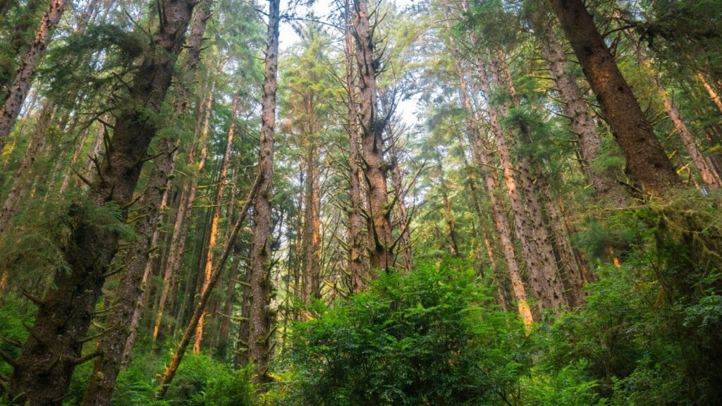 tall trees with sunlight shining through 