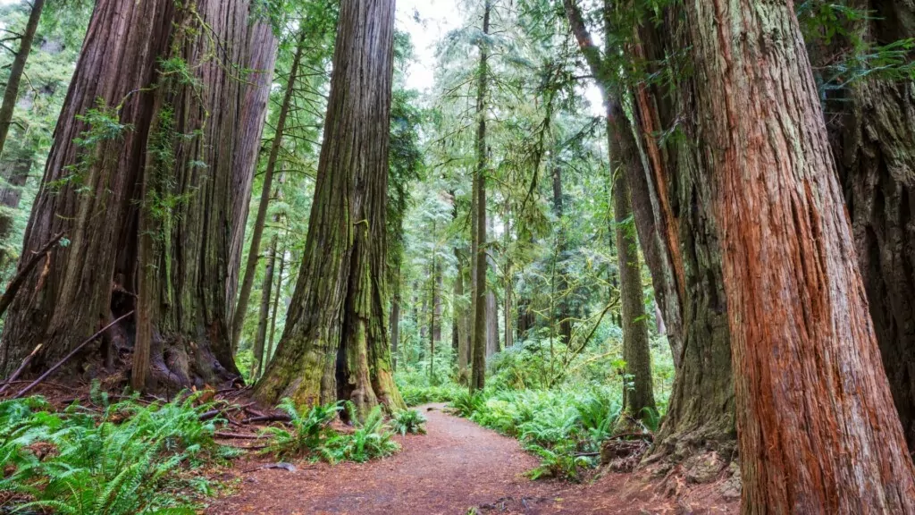 tall trees in between a path in the forest