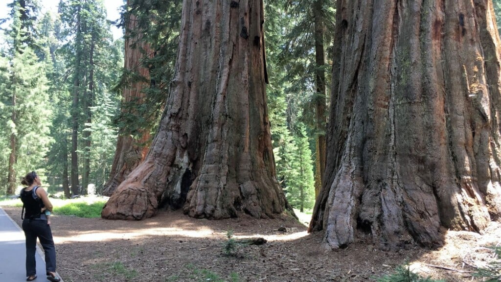 a woman in a black cap standing beside a giant tree