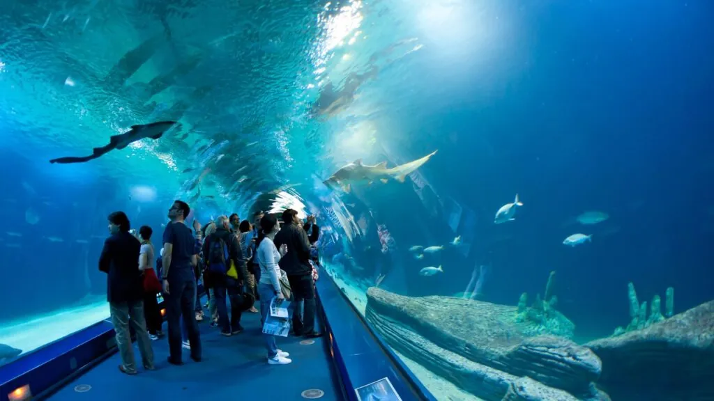 Visitors walking through an underwater tunnel at an aquarium